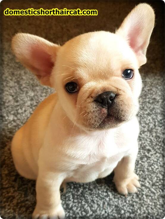 Cream-platinum-french-bulldog Pitbull Chihuahua Mix For Sale and Puppy New Price  