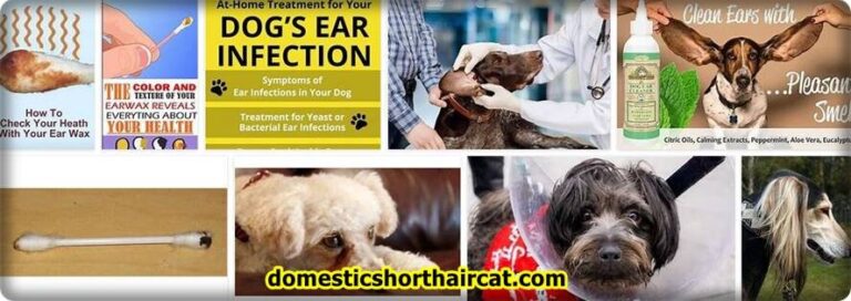 Dog-Ear-Wax-Color-Chart-Infection-768x272 Dog Ear Wax Color Chart - Ear Infection Drainage  