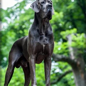 Euro-Great-Dane-1-300x300 Euro Great Dane and Puppies For Sale Near Me  