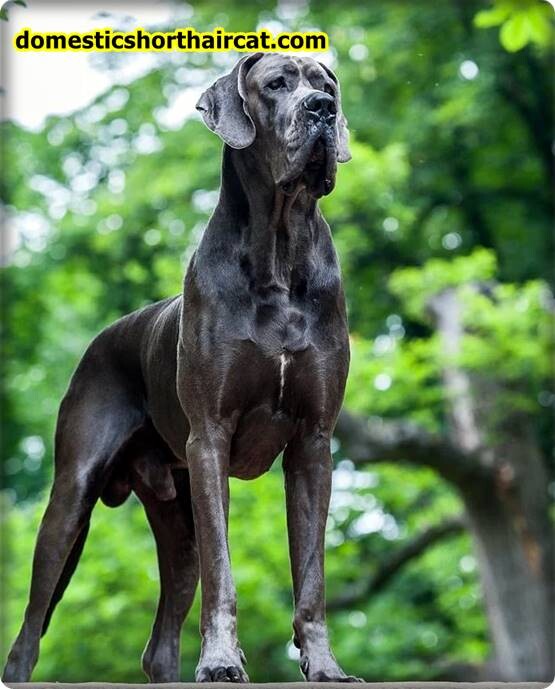 Euro-Great-Dane-1 Euro Great Dane and Puppies For Sale Near Me  