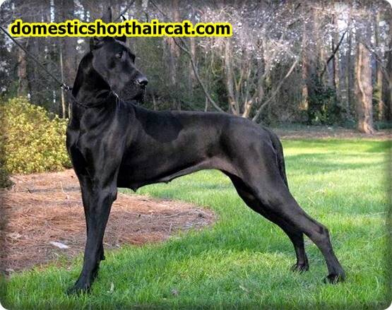 Euro-Great-Dane-2 Euro Great Dane and Puppies For Sale Near Me 