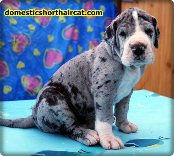 Euro-great-Dane-puppies-3 Euro Great Dane and Puppies For Sale Near Me  