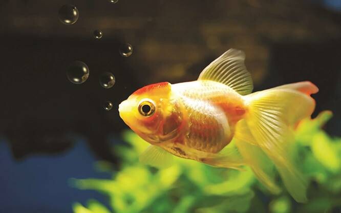  Goldfish Types