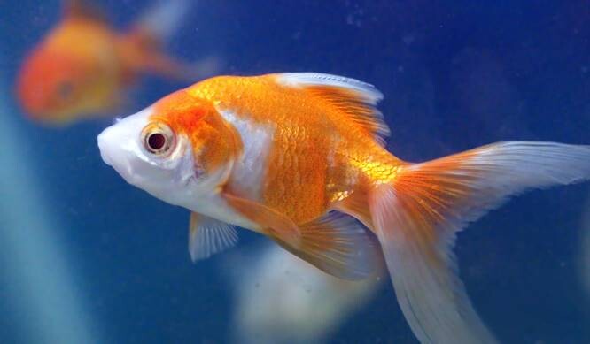 Goldfish Types