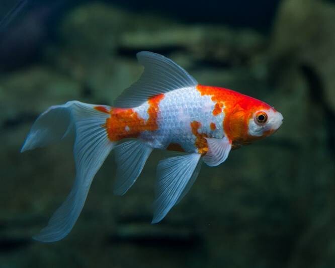Goldfish Types
