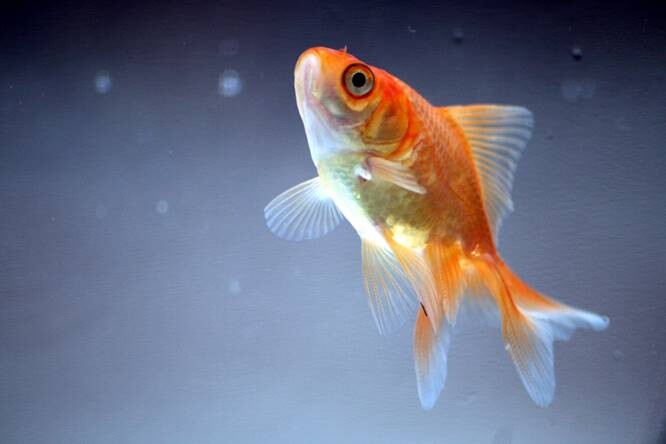Goldfish-Types-7 Fish From Finding Nemo 