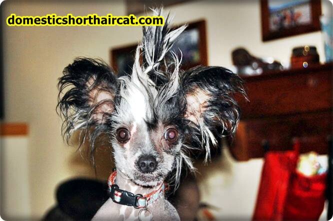 Grooming-a-Chinese-Crested-1 Grooming a Chinese Crested  