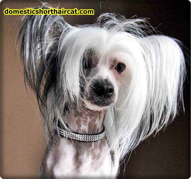 Grooming-a-Chinese-Crested-10 Grooming a Chinese Crested  