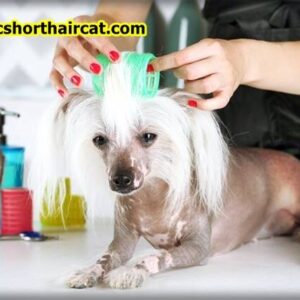 Grooming-a-Chinese-Crested-3-300x300 Grooming a Chinese Crested 