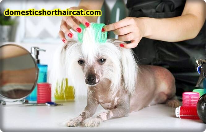 Grooming-a-Chinese-Crested-3 Grooming a Chinese Crested  