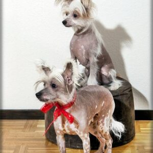 Grooming-a-Chinese-Crested-7-300x300 Grooming a Chinese Crested 