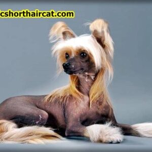 Grooming-a-Chinese-Crested-8-300x300 Grooming a Chinese Crested 