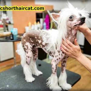 Grooming-a-Chinese-Crested-9-300x300 Grooming a Chinese Crested 
