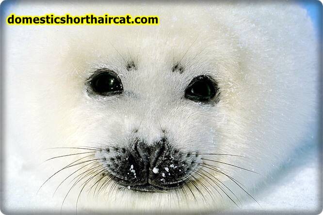 Harp-seal-pups-eyebrows-1 Animals With Eyebrows - Top 5  