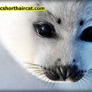 Harp-seal-pups-eyebrows-2-300x300 Animals With Eyebrows - Top 5 