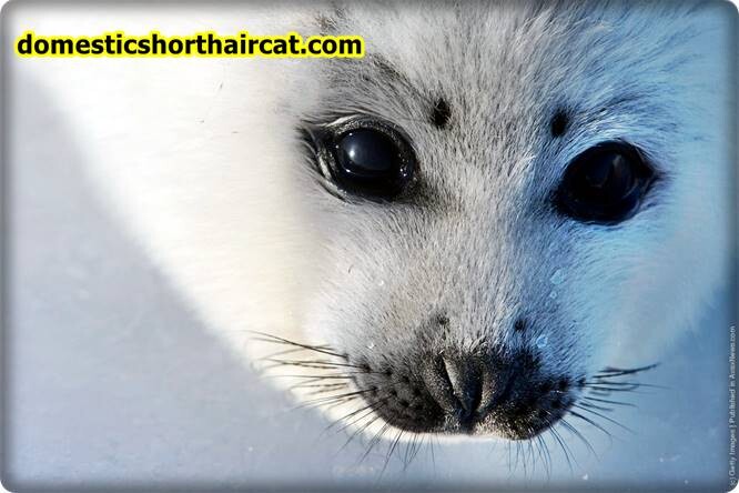 Harp-seal-pups-eyebrows-2 Animals With Eyebrows - Top 5  