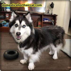 Husky-mixed-with-a-yorkie-300x300 Yorkie Mix With Husky and Puppy Price - For Sale *2022 