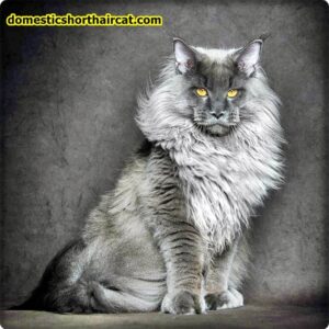 King-Maine-Coon-1-300x300 King Maine Coon Cattery Reviews 