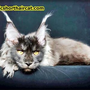 King-Maine-Coon-2-300x300 King Maine Coon Cattery Reviews 