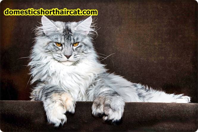 King-Maine-Coon-3 King Maine Coon Cattery Reviews 