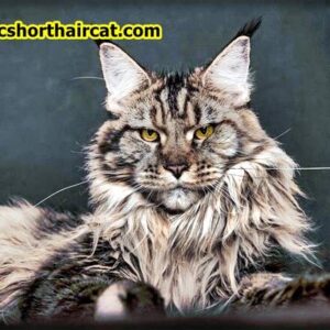 King-Maine-Coon-5-300x300 King Maine Coon Cattery Reviews 
