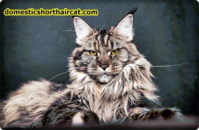 King-Maine-Coon-5 King Maine Coon Cattery Reviews  