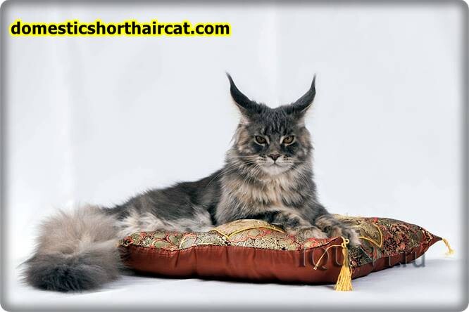 King-Maine-Coon-7 King Maine Coon Cattery Reviews  