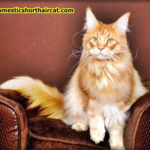 King-Maine-Coon-8-300x300 King Maine Coon Cattery Reviews 