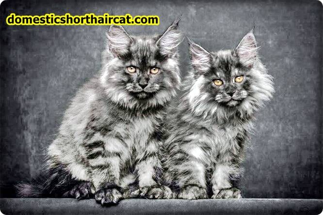 King-Maine-Coon-9 Maine Coon Persian Mix Kittens and Personality  