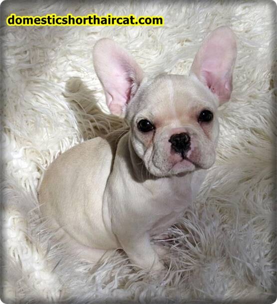 Lilac-platinum-french-bulldog Platinum French Bulldog and Puppy Price For Sale 