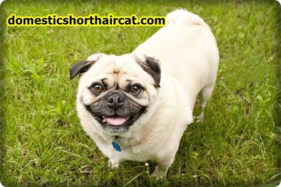 Long haired pug puppies for sale 1