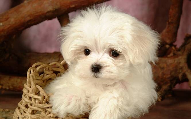 Maltese-Puppy-4 Maltese Puppy For Sale Near Me and Maltese Breed Information  