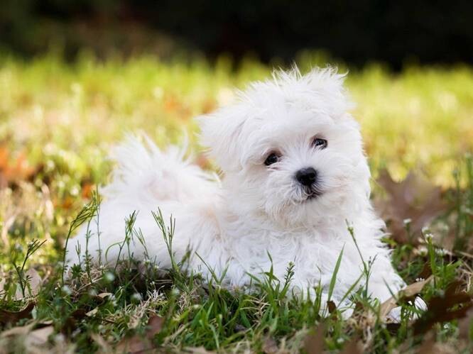 Maltese-puppies-for-sale-1 Maltese Puppy For Sale Near Me and Maltese Breed Information  