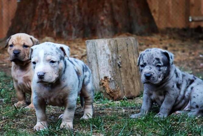 Merle Pitbull Puppies