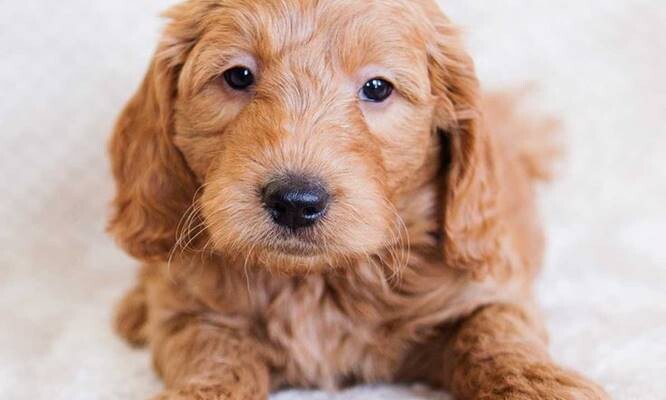 Miniature-Goldendoodle-Puppies-2 Miniature Goldendoodle Puppies For Sale and Near Me - Rescue Dogs  