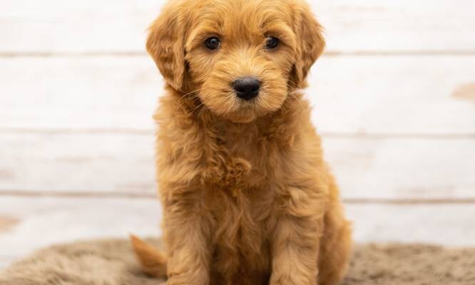 Miniature-Goldendoodle-Puppies-5 Miniature Goldendoodle Puppies For Sale and Near Me - Rescue Dogs  