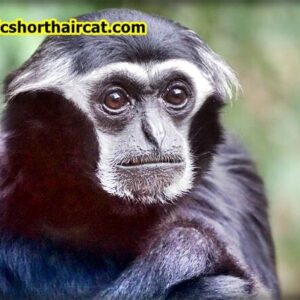 Primates-eyebrows-4-300x300 Animals With Eyebrows - Top 5 
