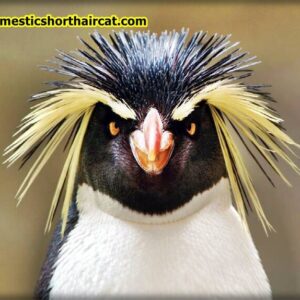 Rockhopper-penguins-eyebrows-2-300x300 Animals With Eyebrows - Top 5 
