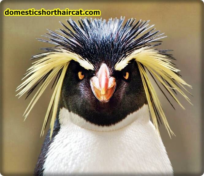 Rockhopper-penguins-eyebrows-2 Animals With Eyebrows - Top 5  