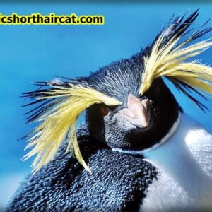 Rockhopper-penguins-eyebrows-3-300x300 Animals With Eyebrows - Top 5 
