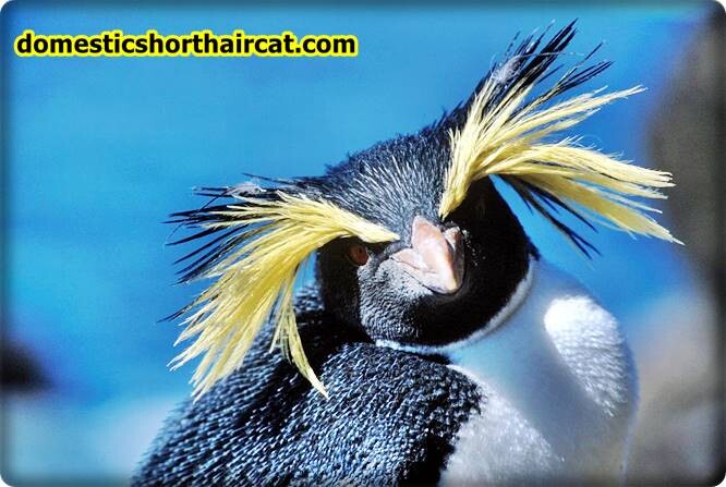Rockhopper-penguins-eyebrows-3 Animals With Eyebrows - Top 5  