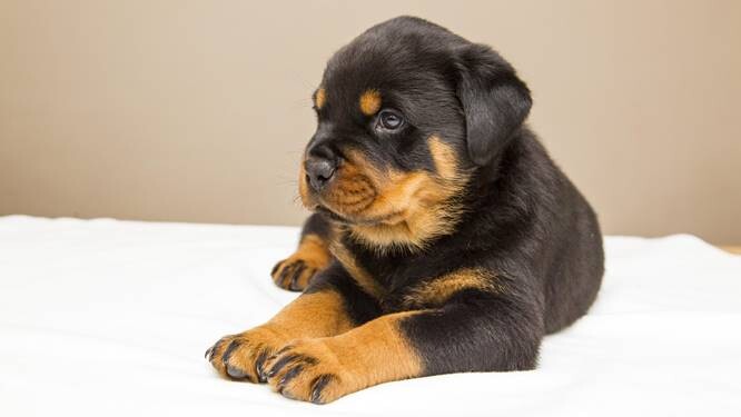 Rottweiler-Puppies-1 Local Rottweiler Puppies For Sale Near Me  