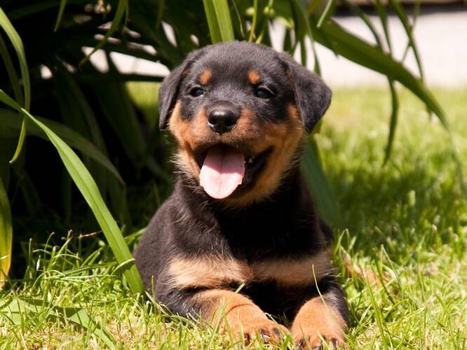 Rottweiler-Puppies-2 Malamute Poodle Mix Puppies For Sale 2022  