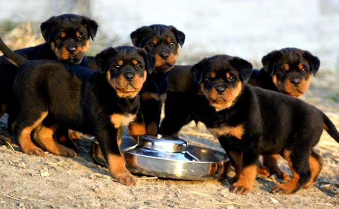 Rottweiler-Puppies-3 Local Rottweiler Puppies For Sale Near Me  