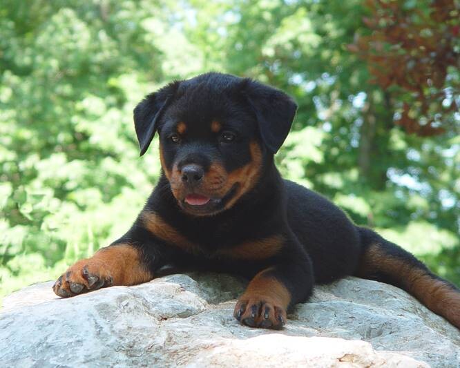 Rottweiler-Puppies-4 Local Rottweiler Puppies For Sale Near Me  