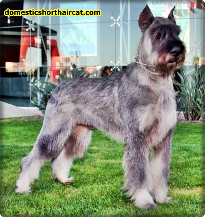 Salt-And-Pepper-Giant-Schnauzer-4 Salt And Pepper Giant Schnauzer Puppies For Sale **2022  