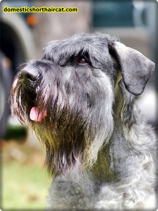 Salt-And-Pepper-Giant-Schnauzer-6 Salt And Pepper Giant Schnauzer Puppies For Sale **2022  