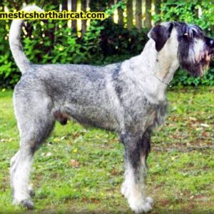 Salt-And-Pepper-Giant-Schnauzer-8-300x300 Salt And Pepper Giant Schnauzer Puppies For Sale **2022 