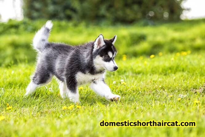 Siberian-husky-puppies-2 Yorkie Mix With Husky and Puppy Price - For Sale *2022 