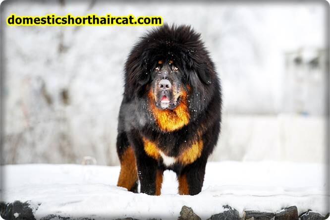 Tibetan-Mastiff Fluffy English Bulldog and Puppy 
